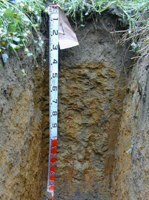 Soil pit Ell98 1 profile