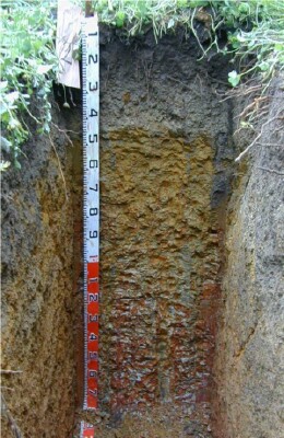 Soil pit Ell98 2 profile