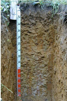 Soil pit Ell98 4 profile