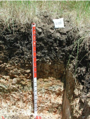 Soil pit GL155 profile