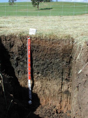 Soil pit GL157 profile
