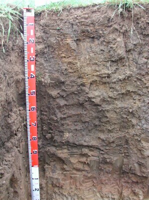 Soil pit GL158 profile