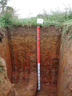 Soil pit GL159 profile