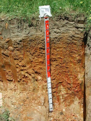 Soil pit GL161 profile