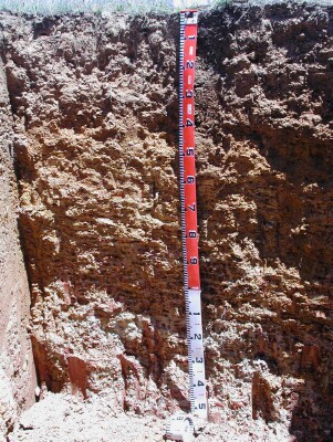 Soil pit GL165 profile