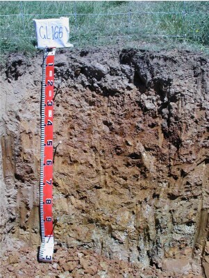 Soil pit GL166 profile