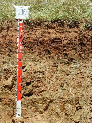 Soil pit GL167 profile