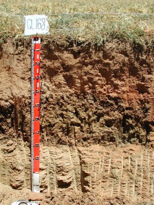 Soil pit GL168 profile