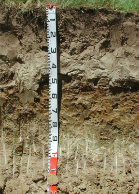 Soil pit GL174 profile
