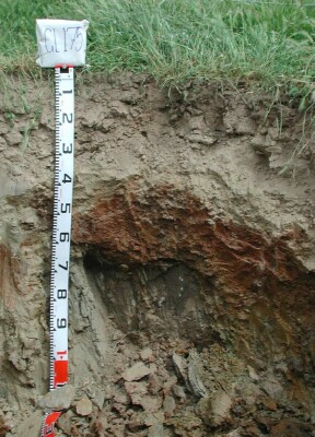 Soil pit GL175 profile