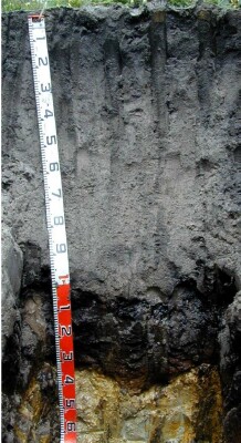 Soil pit Het99 1 profile