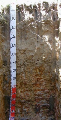 Soil pit Jee98 2 profile
