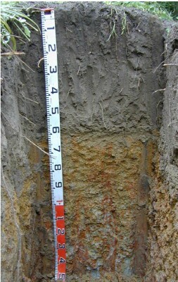 Soil pit Kan98 1 profile