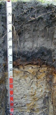 Soil pit Man98 4 proifle
