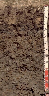 Soil pit PVI 10 profile