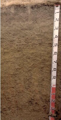 Soil pit PVI 3 profile