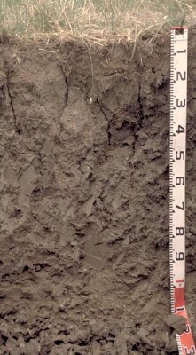 Soil pit PVI 4 profile