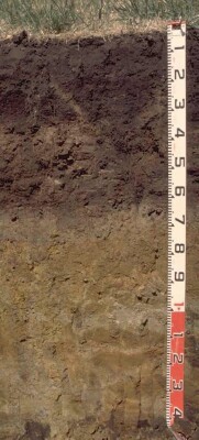 Soil pit PVI 5 profile
