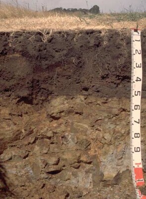 Soil pit PVI 5 profile1