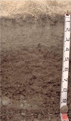 Soil pit PVI 6 profile