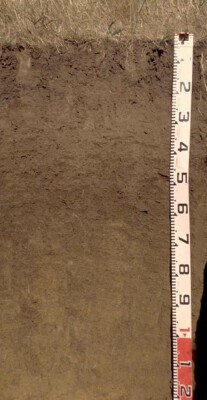 Soil pit PVI 7 profile
