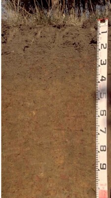 Soil pit PVI 8 profile