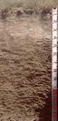 Soil pit PVI 9 profile