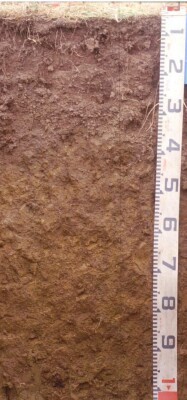 Soil pit SFS15 profile