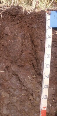 Soil pit SFS16 profile