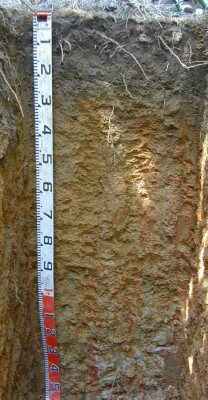 Soil pit Was98 1 profile