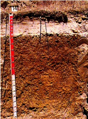 Soil pit WW14 profile