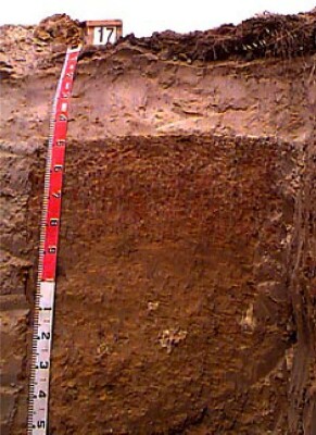 Soil pit WW17 profile