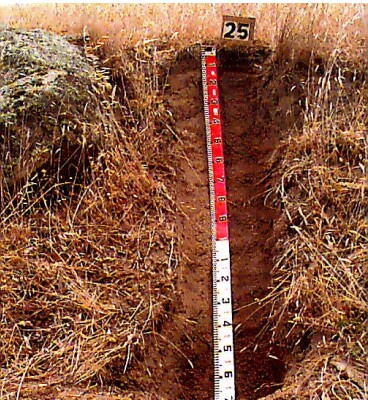Soil pit WW25 profile