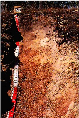 Soil pit WW26 profile