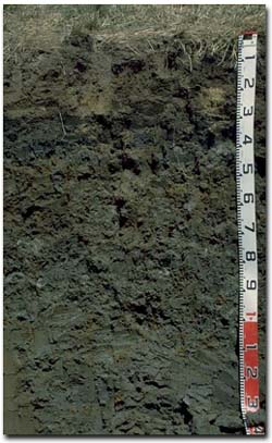 Photo: Soil Pit PVI 10 Profile
