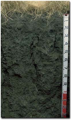 Photo: Soil Pit PVI 11 Profile