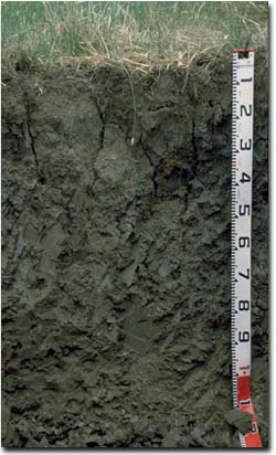Photo: Soil Pit PVI 4 Profile