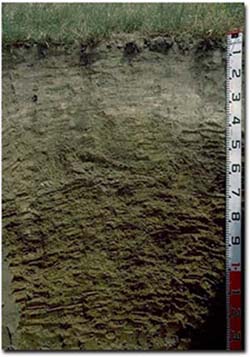 Photo: Soil Pit PVI 9 Profile