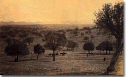 PHOTO: Stavey Hills in 1865, by Ken Brain