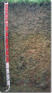 PHOTO: Soil Profile of site SW11