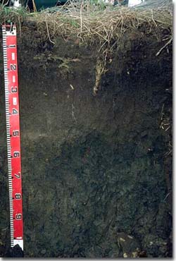 PHOTO: Soil profile of site SW18