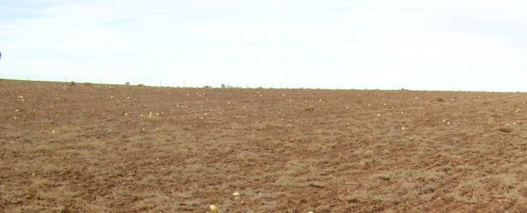Mallee soil erosion and land management survey - post sowing report 2012 - image 1