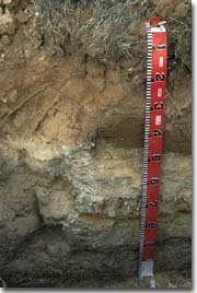 Photo: Hydrosol soil profile