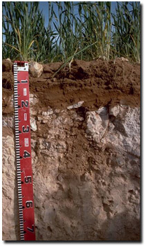 Photo: Soil Pit MP17 Profile
