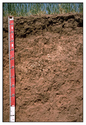 Photo: Soil Pit Site MP 19 Profile