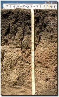 Photo: Site MP24 Soil Profile