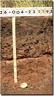 Photo: Site MP25 Soil Profile