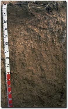 Photo: Soil Pit Site MP47 Profile