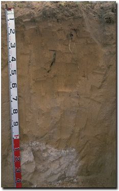 Photo: Soil Pit Site MP50 Profile