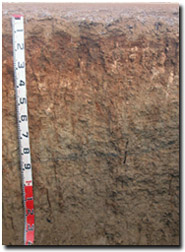 Photo: Site ORZC12 Soil Profile